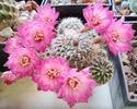 Sulcorebutia patriciae