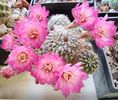 Sulcorebutia patriciae