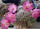 Sulcorebutia patriciae