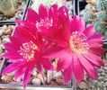 Sulcorebutia