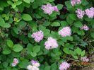 spiraea densiflora