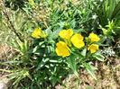 oenothera