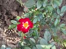 Everglow Ruby