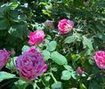 F196F8FC-A482-4DB3-AD9C-664DA1565514