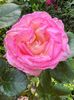 D8DB1DB5-C391-4F1A-BCB3-6EE415FC0320
