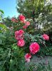 A7135BE3-53F2-4A95-9938-E9E7EE1135DE