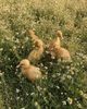 little visitors ɷ  and their mini webbed feet on the crowns of chamomile