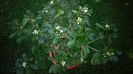 Pittosporum tobira
