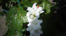 Campanula pesicifolia