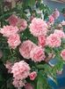 Heillige Elisabeth