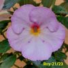 Img-2023.06.07