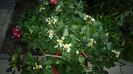 Pittosporum tobira