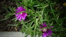 Lampranthus