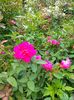 IMG20230608173706