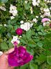 IMG20230608171017