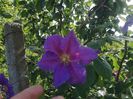 clematita mov