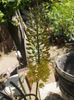 eremurus galben