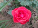 Necunoscut floribunda
