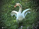 w-White Swan-Lebada alba7623_01