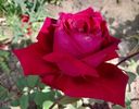 Crimson glory