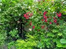 Pink Ghislaine de Feligonde și Cherry Meidiland