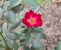 Everglow Ruby