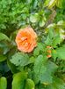 IMG20230610140804