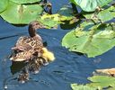 w-Boboci de rata-Baby ducks-7671