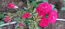 Rouge meillove