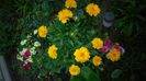 Coreopsis grandiflora