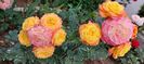 Gartenspass