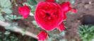 Crimson flower circus