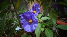 Solanum laciniata(rantonetii)