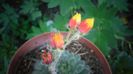 Echeveria setosa