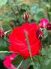 IMG-20230614-WA0115