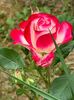IMG-20230614-WA0117