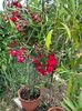 IMG-20230614-WA0148