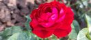 Red abundance