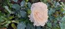 Garden of roses