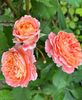 CBF1EF63-3653-478D-B924-3DAF52AD50DE