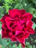7BC783F5-EC03-4C8B-8FD8-791E6BF8D1D3