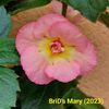 Img-2023.06.08