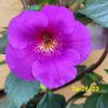IMG-20230616