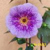 IMG-20230616