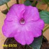 IMG-20230607