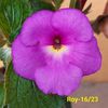 IMG-20230605