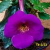 IMG-20230523