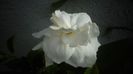 Gardenia