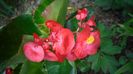 "Semperflorens"