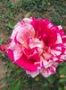 IMG20230530152439